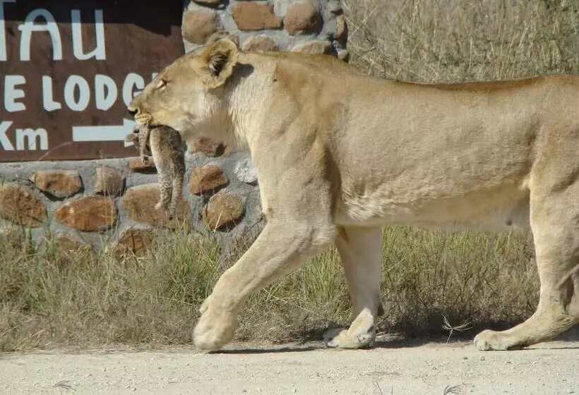 Hotelli Tau Game Lodge