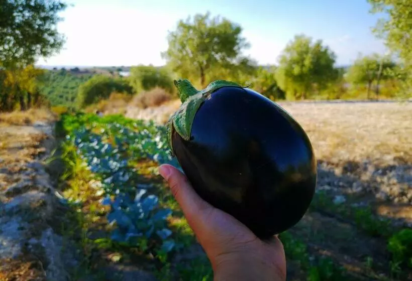ホテル Mennuli&alivi   Organic Farm