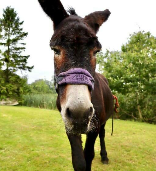 פנסיון Coundon Lodge Coventry