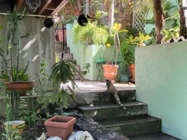 هاستل The Green Iguana