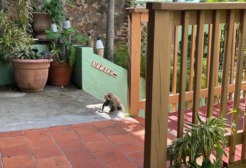 هاستل The Green Iguana