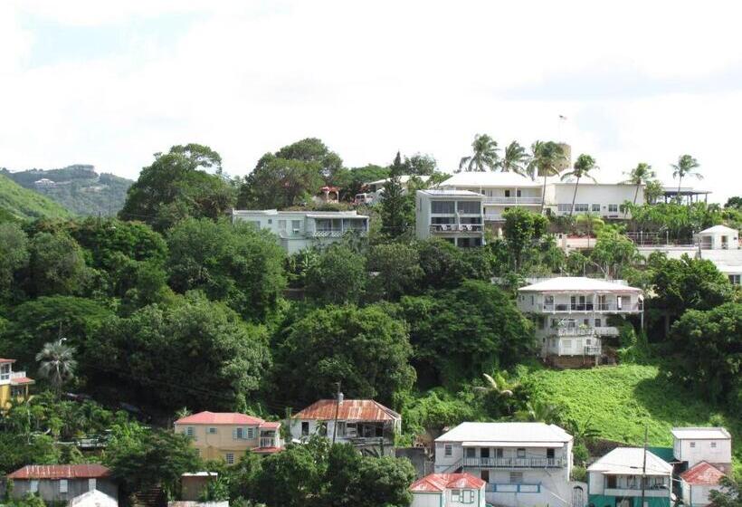 هاستل The Green Iguana