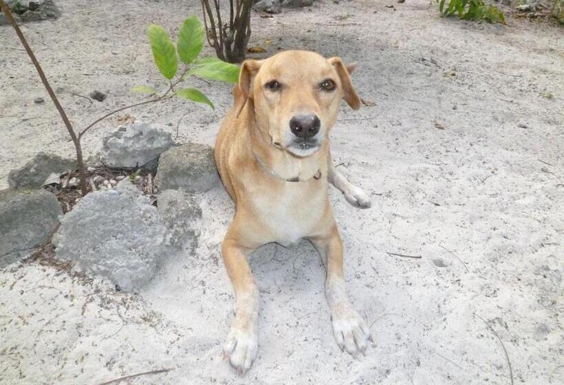 בית מלון כפרי Paradise Beach Bungalows