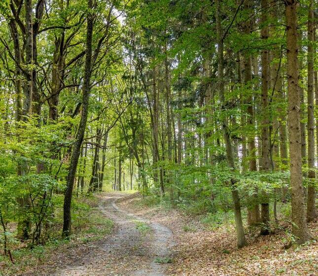 膳宿费 Gasthof Silberner Hirsch