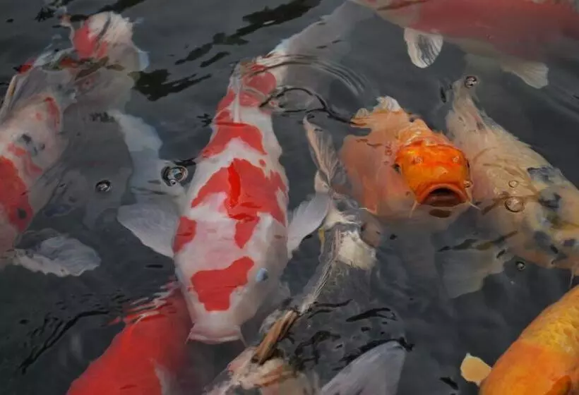 Hotelli Akizuki Spa Ryokan Seiryuan