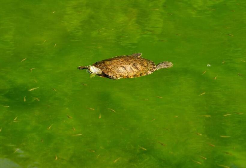 هتل The Navigator - Palm Oasis Alvor - All Inclusive