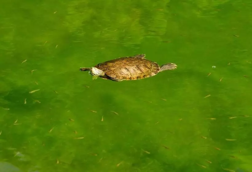 Отель The Navigator - Palm Oasis Alvor - All Inclusive