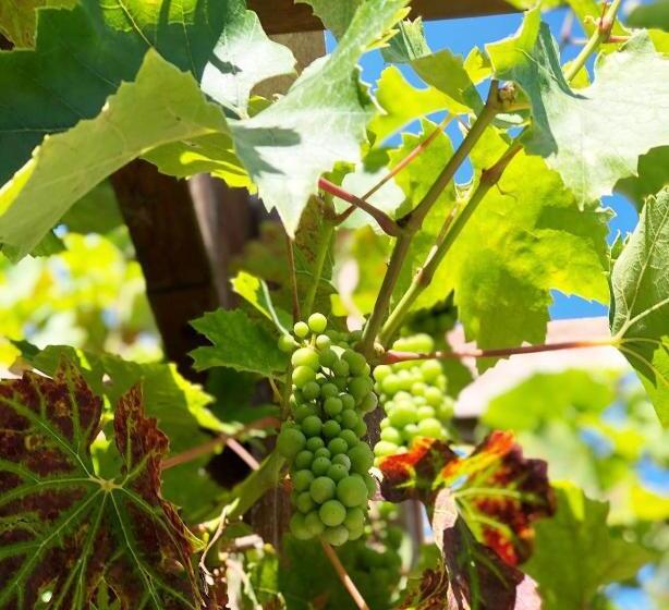 Пансион The Berwick Inn