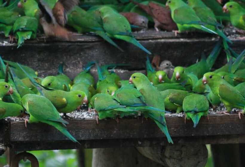 膳宿费 Pousada Recanto Das Aves