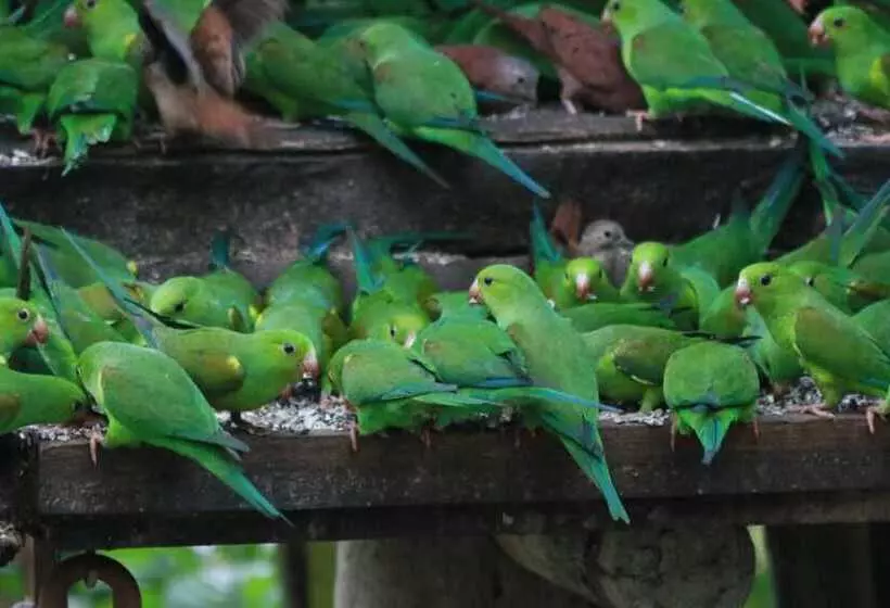 Majatalo Pousada Recanto Das Aves