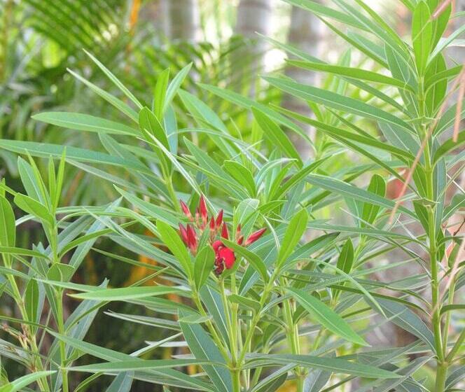 هتل Pousada Serra Azul