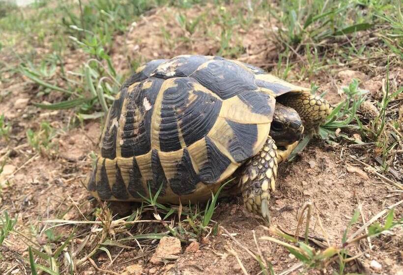 住宿加早餐  Brise Marine