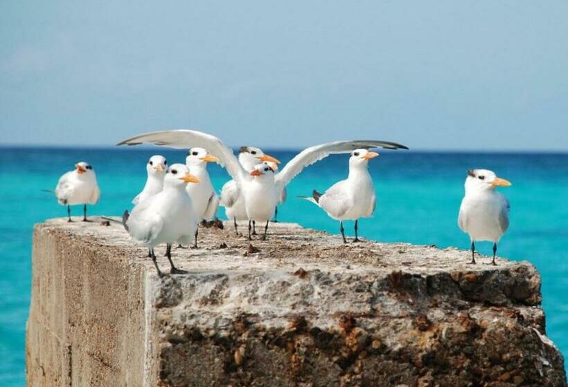 هتل Saona Beach House Bed And Breakfast
