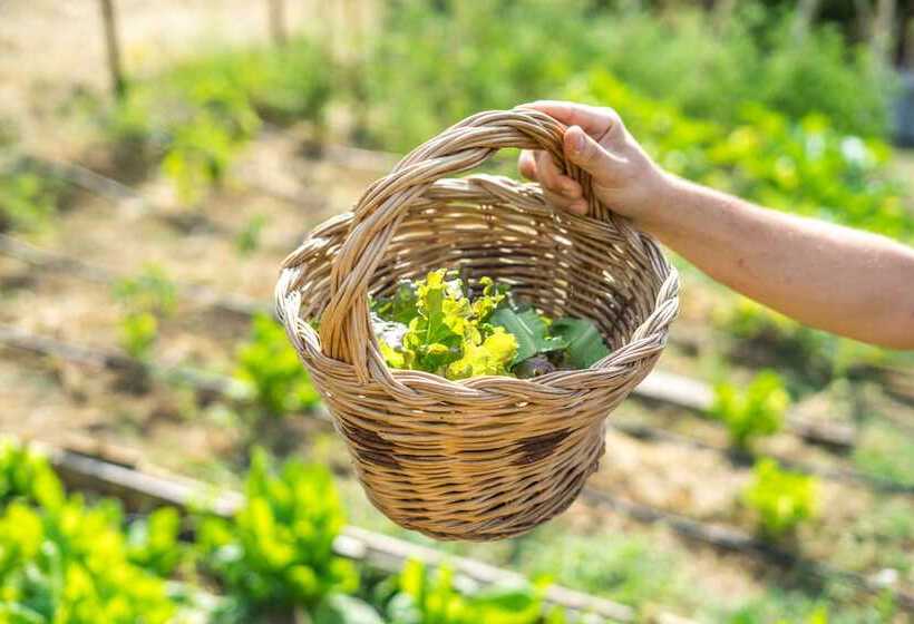 פנסיון Campora House