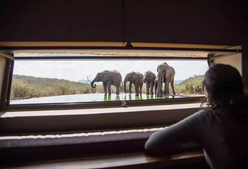 Hotelli Rockfig Lodge Madikwe