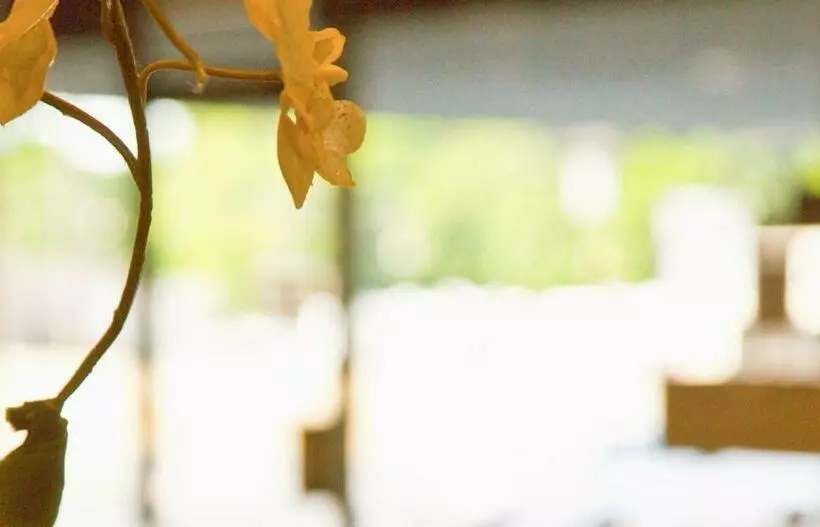 Hotel Golden Green Charlotte