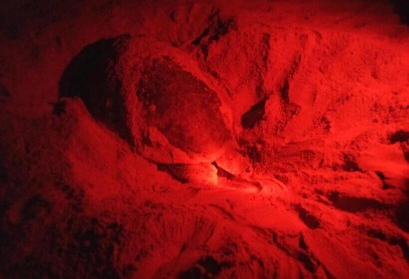 Отель Silent Peacock Villa And Peacock Cafe