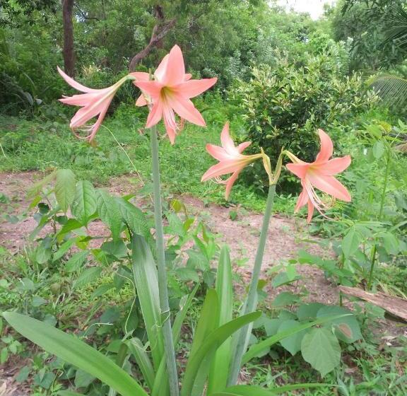 Отель Silent Peacock Villa And Peacock Cafe