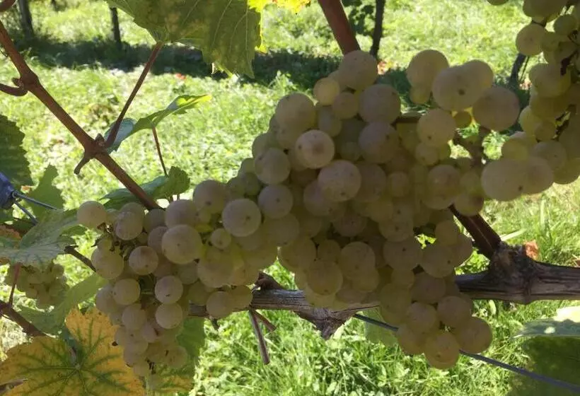 ペンション Zweytick Gästezimmer Weingut