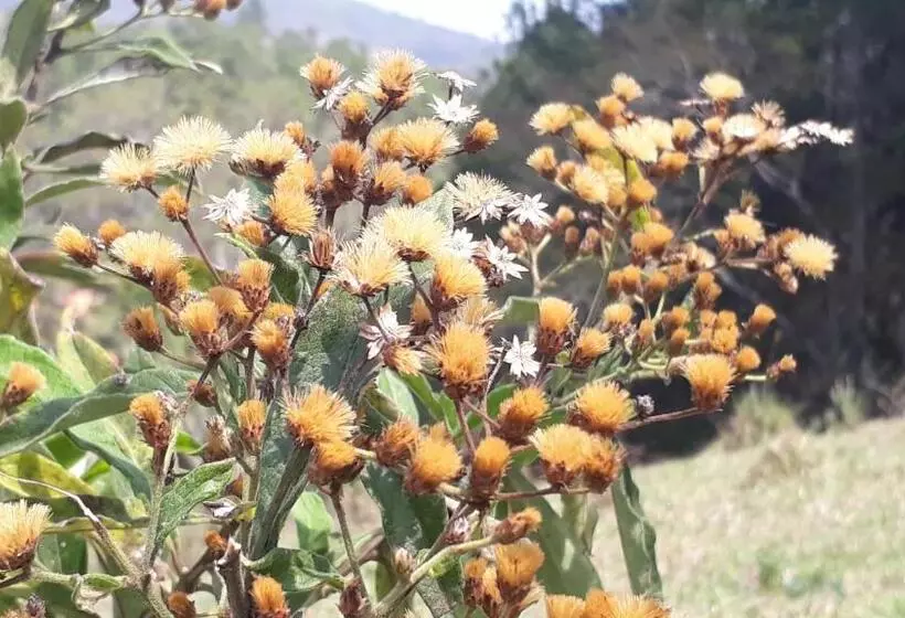 Majatalo Pousada Colar De Ouro Chalés
