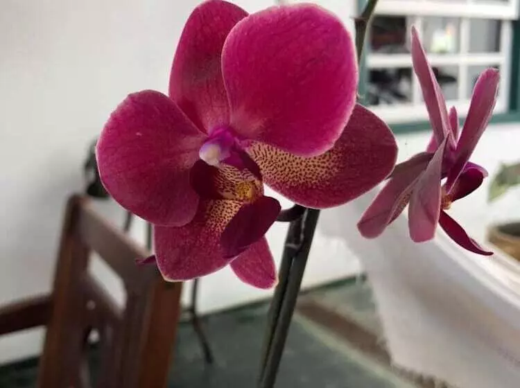 ペンション Pousada Canteiros