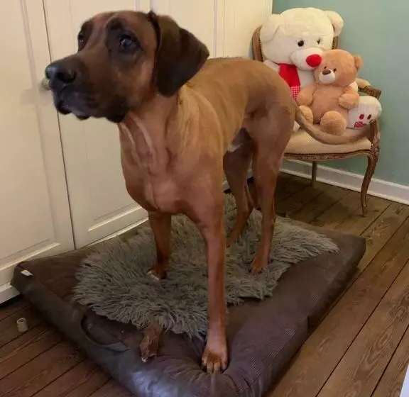 ホテル Bed & Breakfast Am Dom