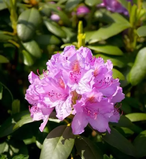 ホテル Bed & Breakfast Am Dom