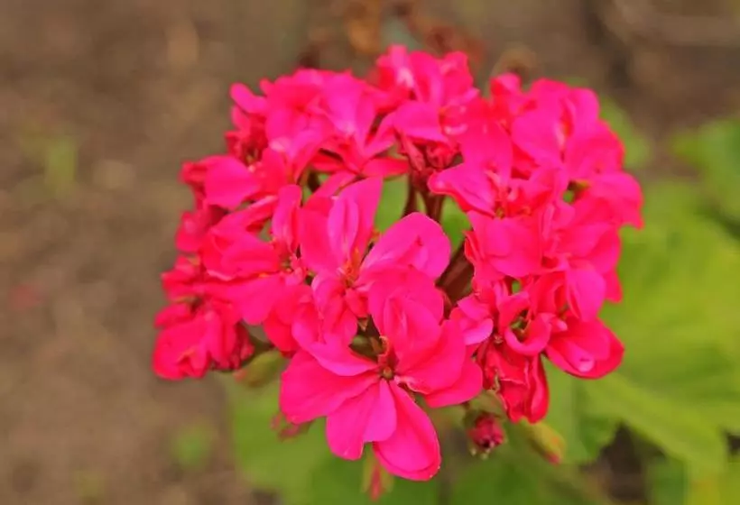 ホテル Campestre Villa Quindio