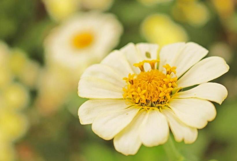 酒店 Campestre Villa Quindio