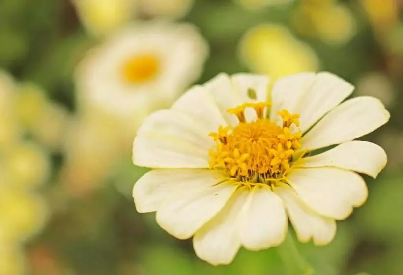 ホテル Campestre Villa Quindio