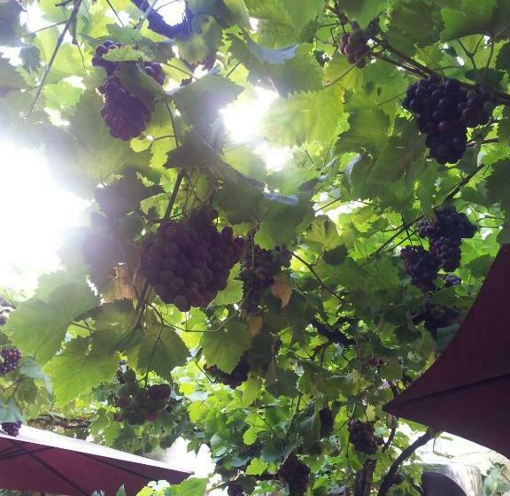 펜션 Weingut Haxel