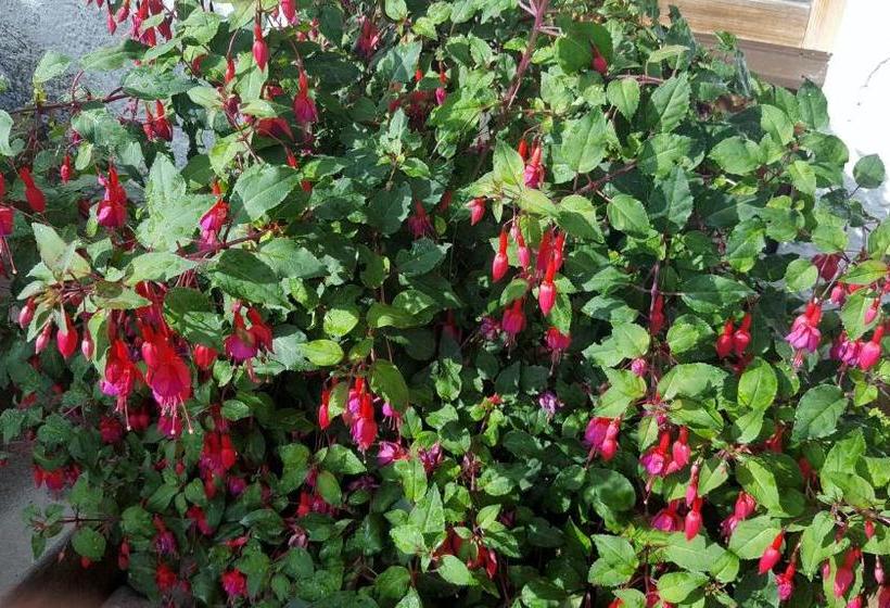 هتل Alpen Résidence