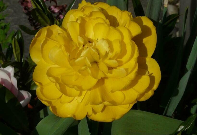 Hotelli Osteria Garni Americana