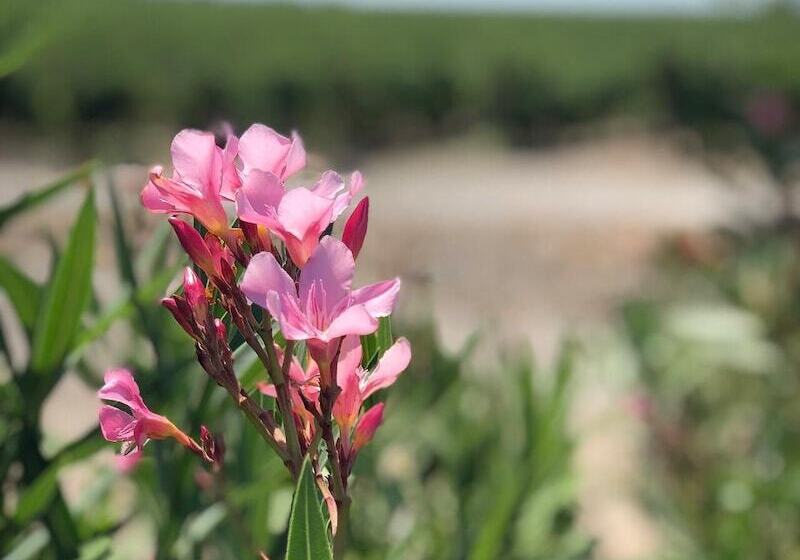 Bed and Breakfast Logement Onze Chambres&gîtes