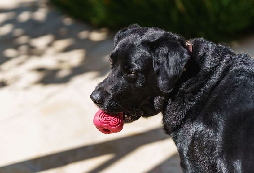 Bed and Breakfast Logement Onze Chambres&gîtes