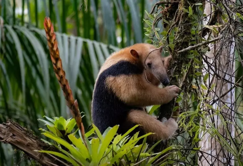Hotelli Pousada Salve Floresta