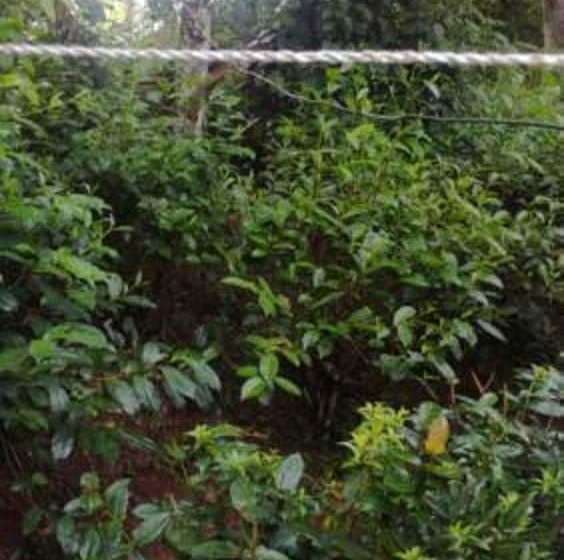 ペンション Jonkoping