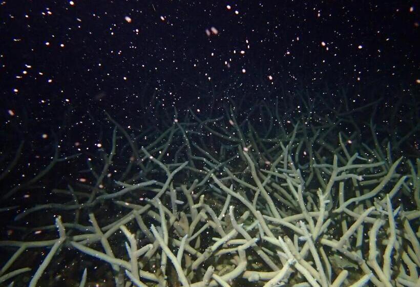 Pension (Hôtel basse catégorie) Zerogravity Seisui Villa