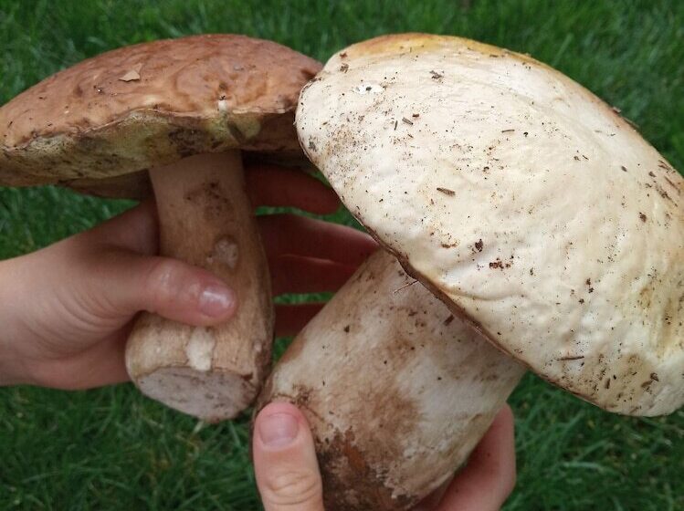 בית מלון כפרי Corona