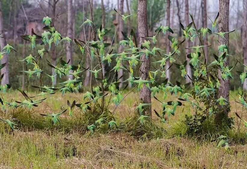 Hotelli Jaagir Manor, Dudhwa   Ihcl Seleqtions