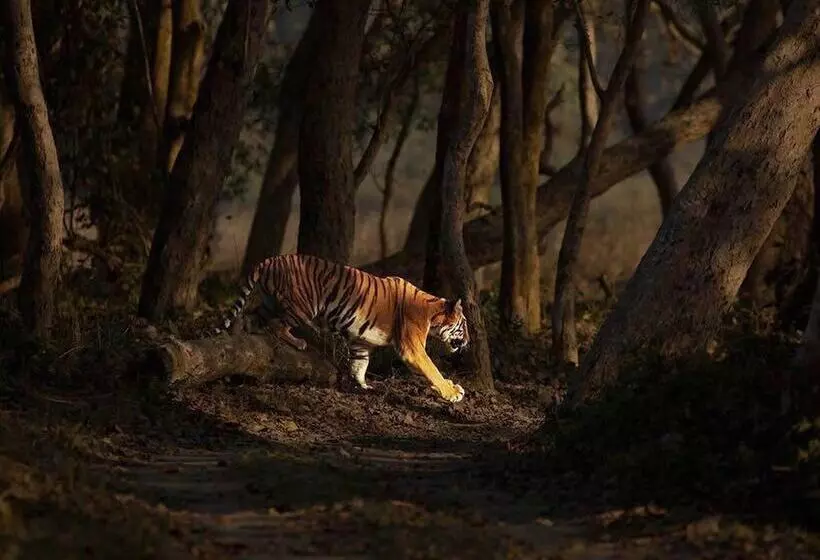 Hotelli Jaagir Manor, Dudhwa   Ihcl Seleqtions