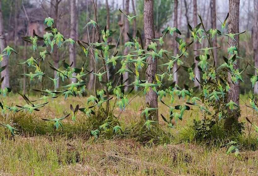 בית מלון כפרי Jaagir Manor, Dudhwa   Ihcl Seleqtions