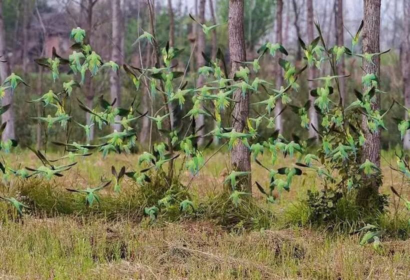 Hotelli Jaagir Manor, Dudhwa   Ihcl Seleqtions