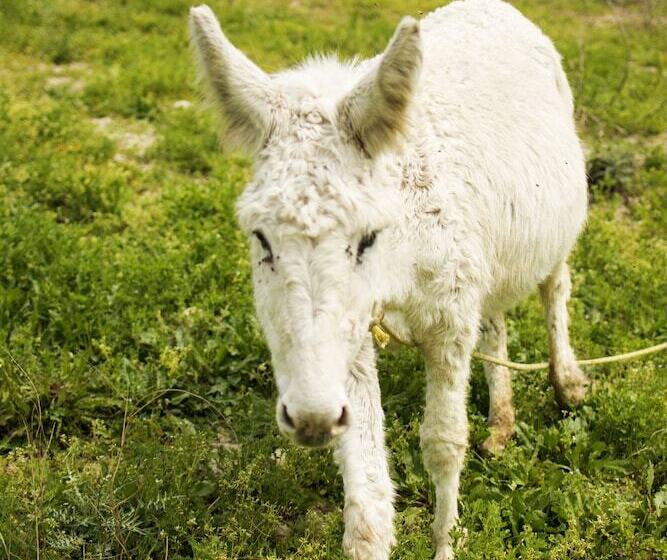 Vidéki Szálló Al Regio Tratturo