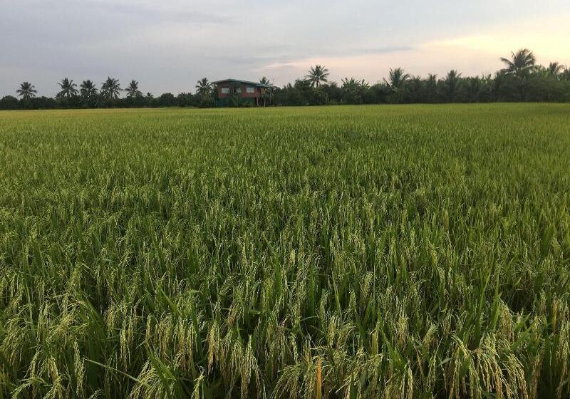 Пансион Baan Suan View Dee Homestay