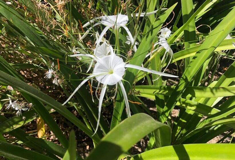 بنسيون Monte Rosa Guesthouse