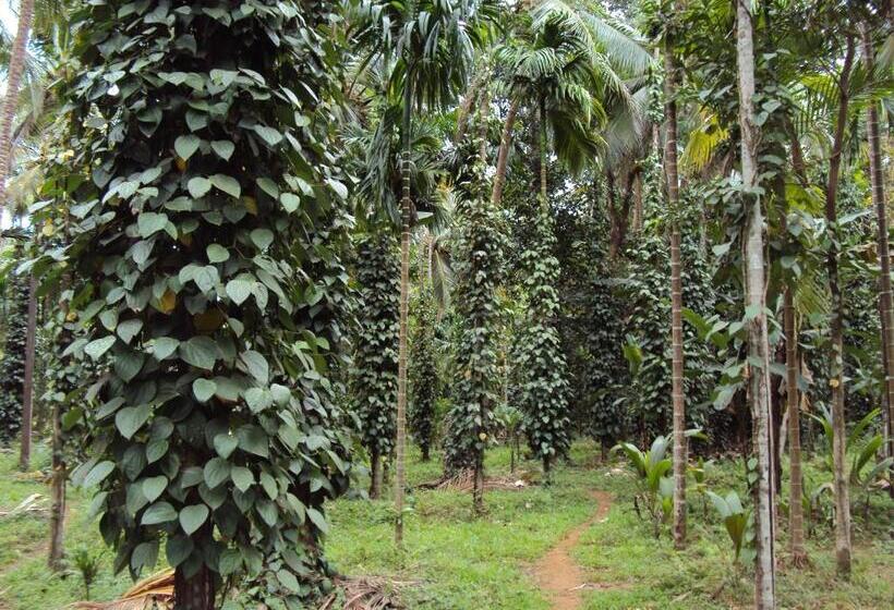 Dudhsagar Plantation