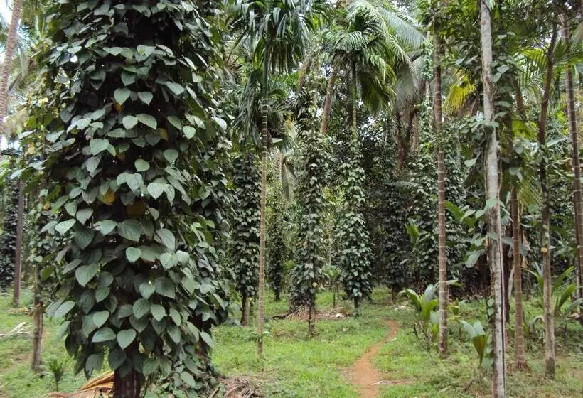 Dudhsagar Plantation