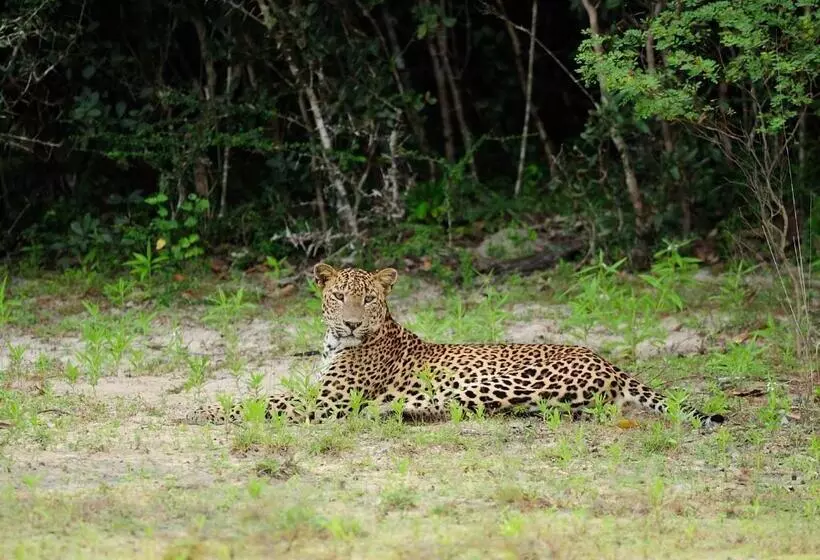 Hotelli The Backwaters Lodge