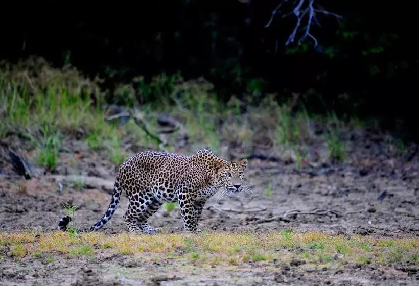 Hotelli The Backwaters Lodge